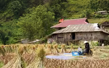 Đồng bào thu hoạch 